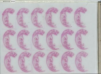 Media type: image;   Special Collections 1329 Description: slide E;